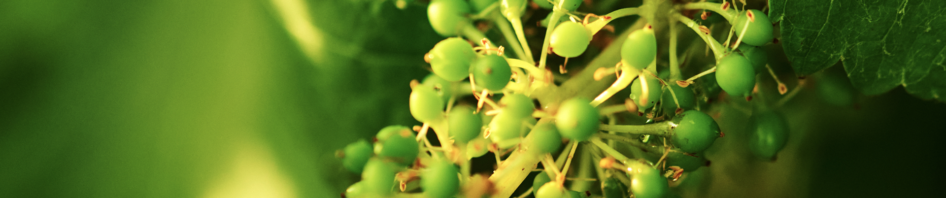 Vinhedo Terras Altas