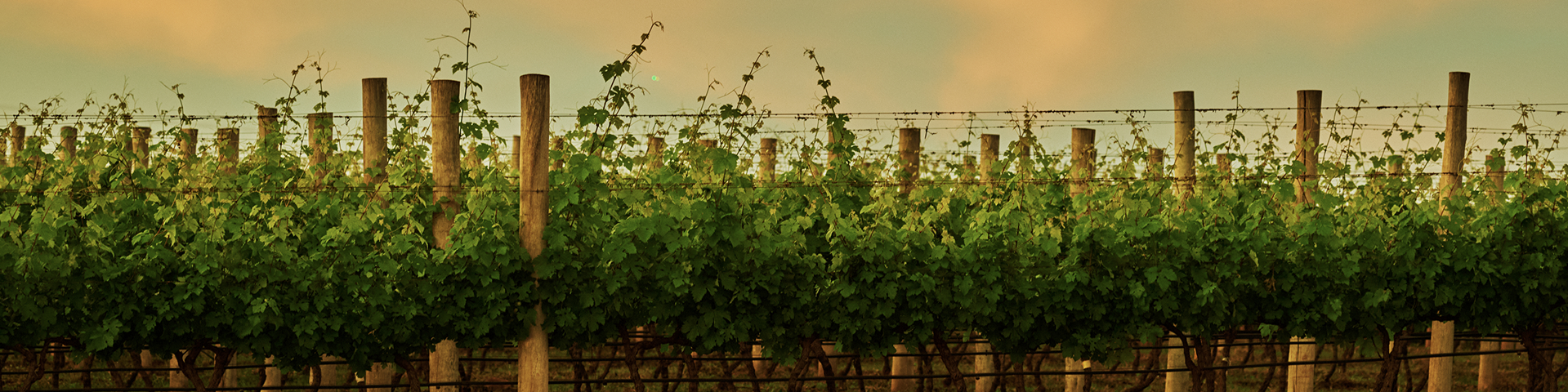 Vinhedo Terras Altas