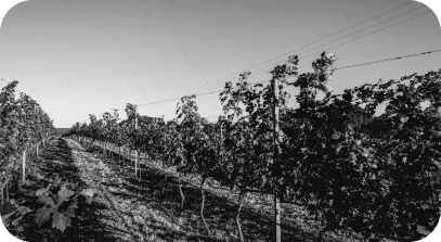 Vinhedo Terras Altas