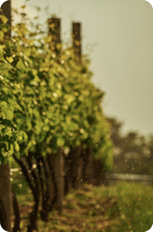 Vinhedo Terras Altas